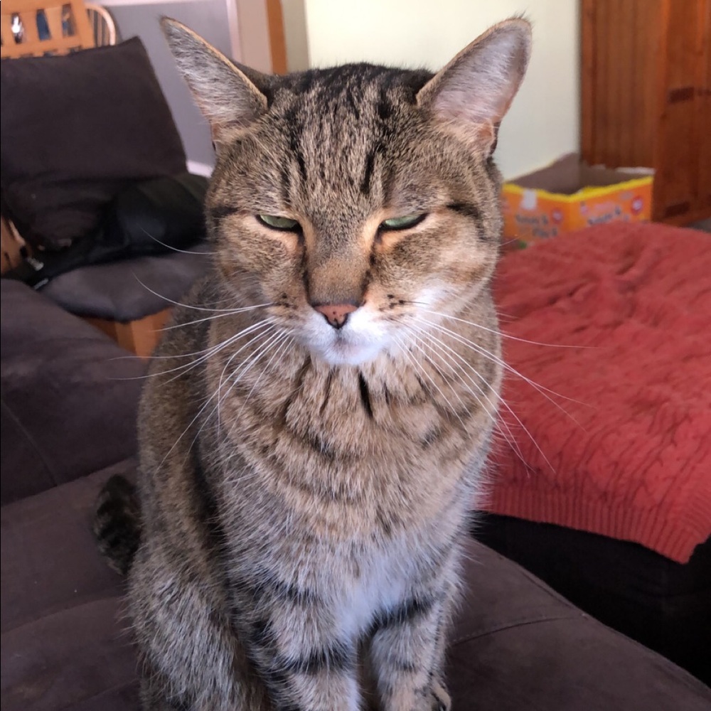 Meet your Posher, Tristina